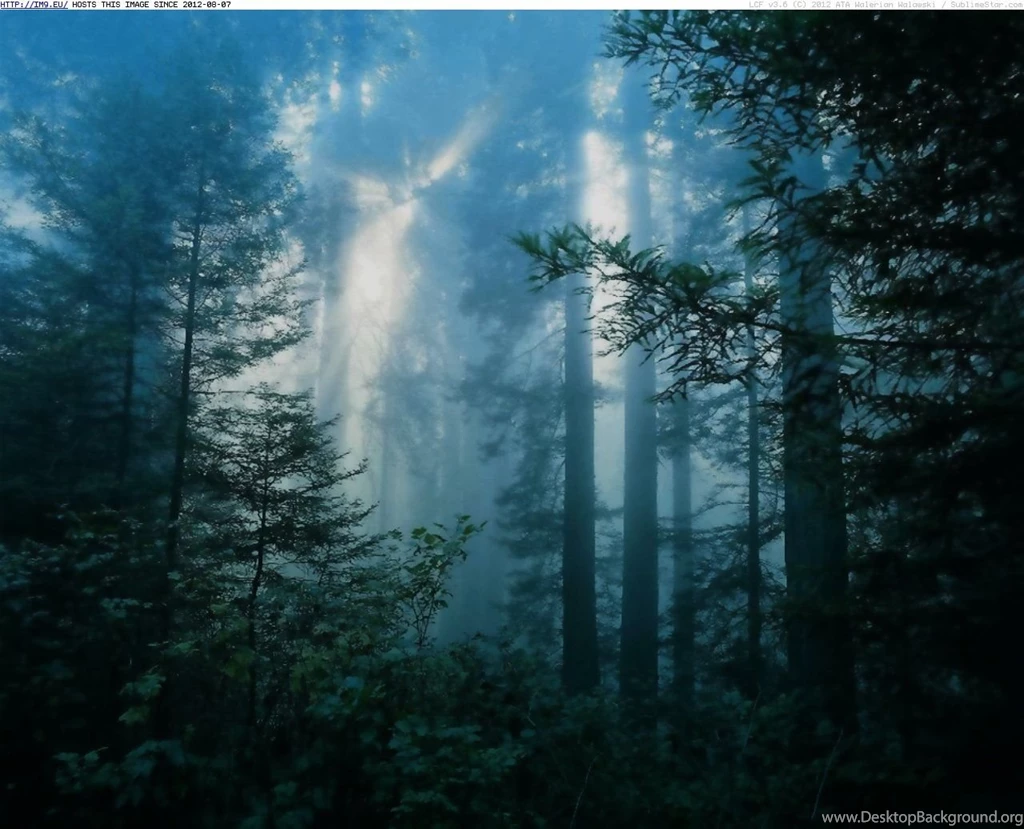 Dark Forest Night (id: 37700) – BUZZERG