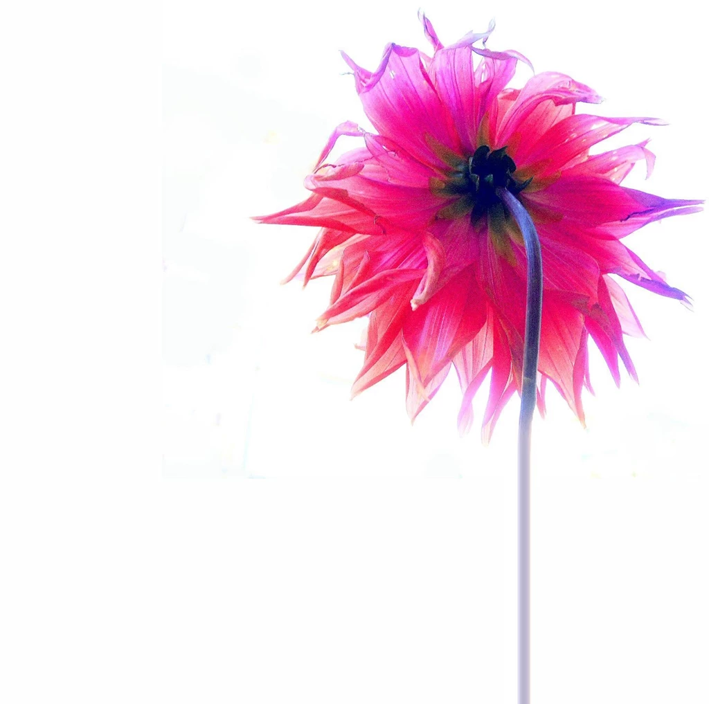 School Of Digital Photography: How To Photograph Flowers