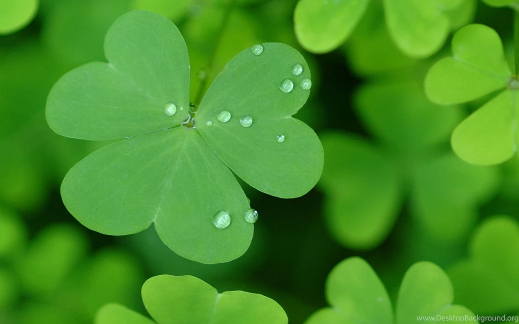 St Patricks Day Htjvj.com