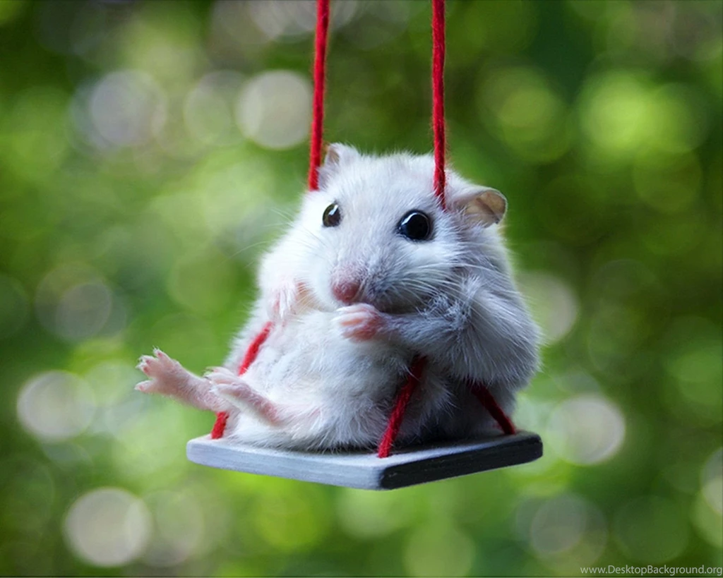 Cute Hamsters Wallpapers cute white hamster wallpaper computer.jpg