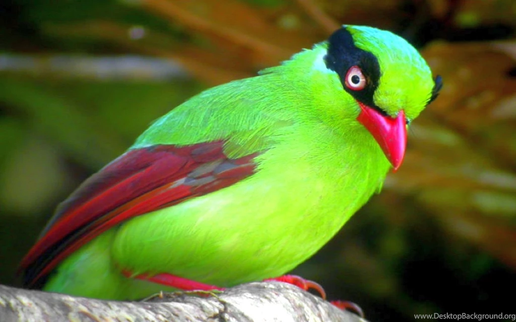 Cute Little Bird Computer HD Wallpapers