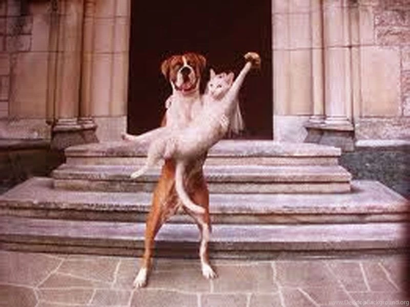 Amazing Funny Images Download