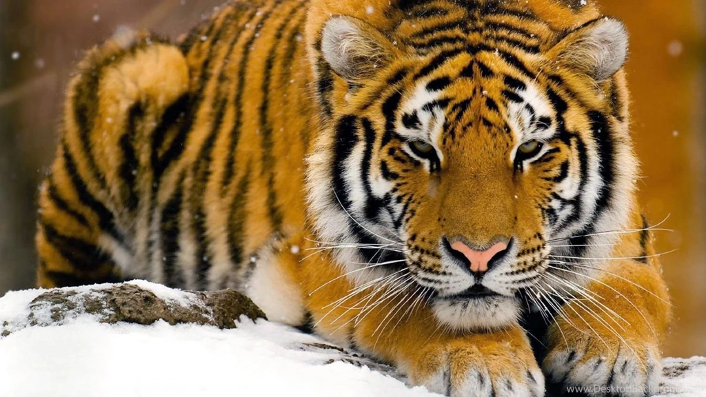 Bengal Tiger 1600x900 Wallpapers,Tiger 1600x900 Wallpapers ...