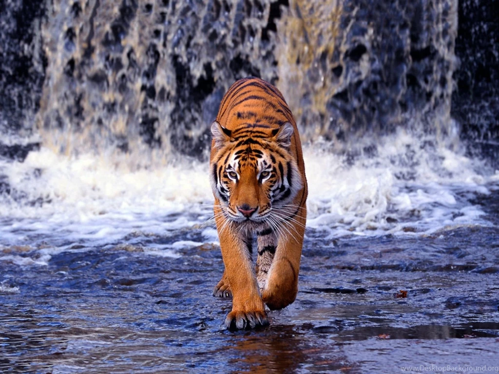 Gallery For   Bengal Tiger Wallpapers Widescreen