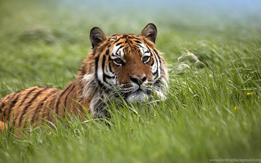Images Of Bengal Tiger   Wallpapers HD Fine
