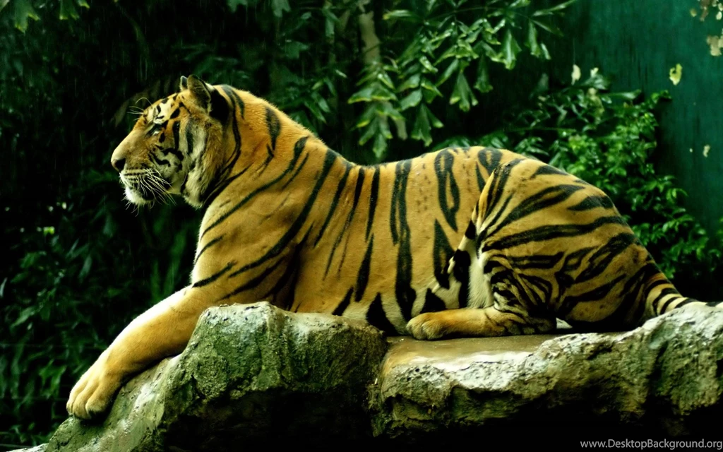 Royal Bengal Tigers HD Pictures