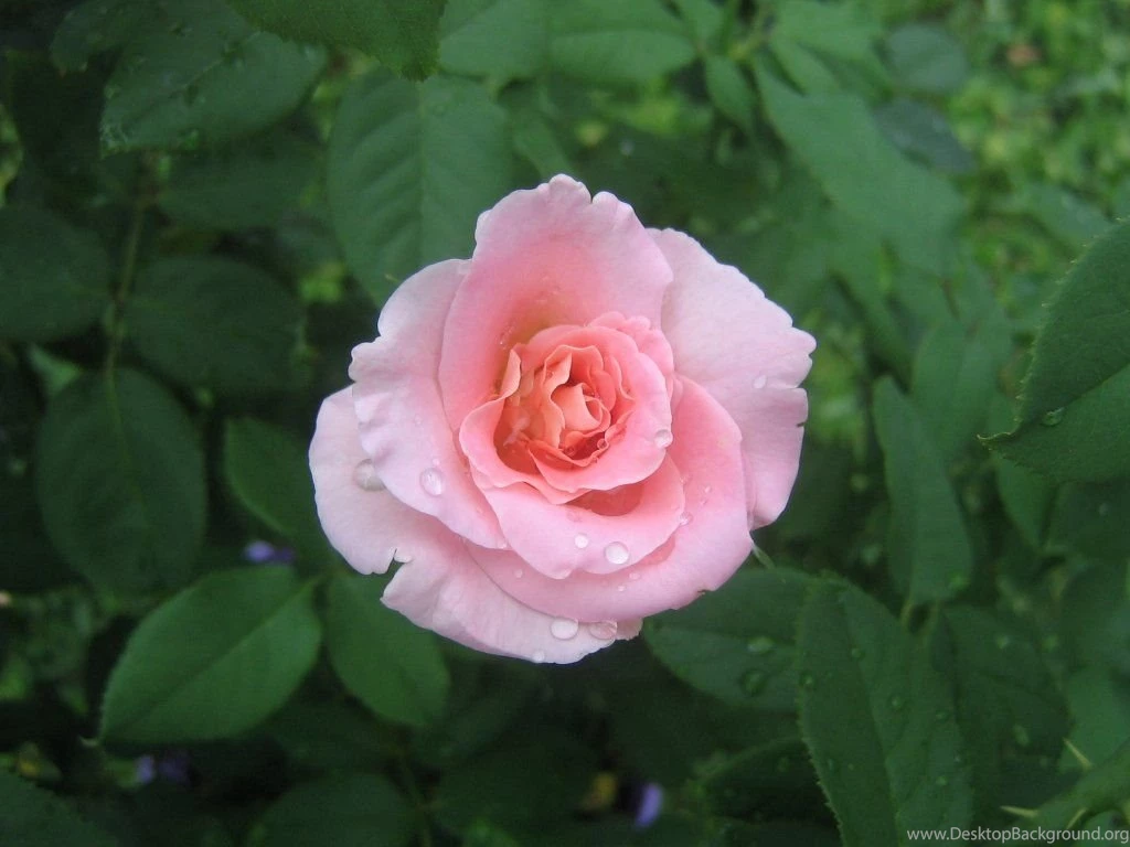 Pink_rose_wallpaper_2995.jpg