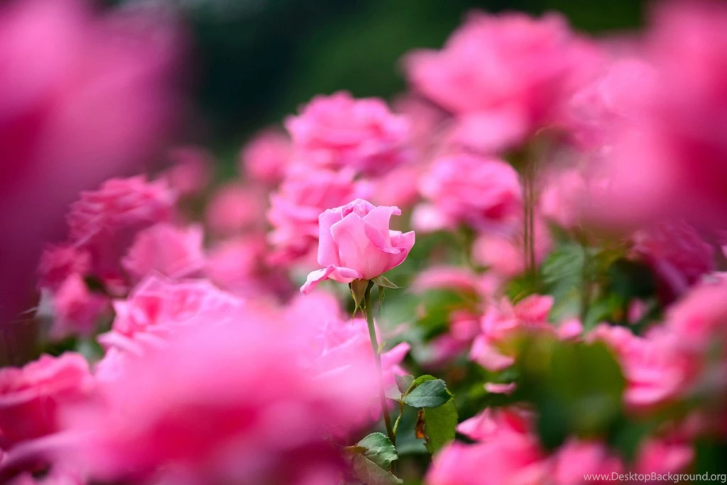 Beautiful Rose Wallpapers Wallpapers Cave