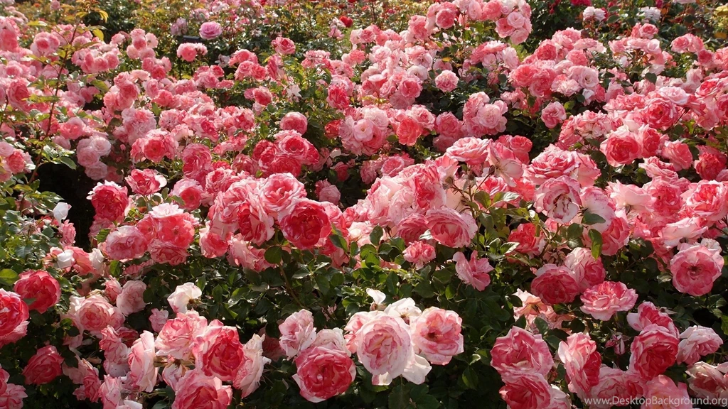 Flower Nature Beautiful Mood Rose Garden Pink Wallpapers ...