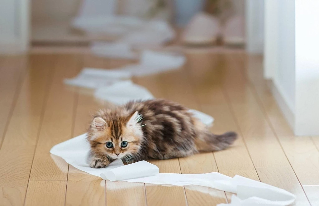 A Very Naughty Kitten >> HD Wallpaper, Get It Now!