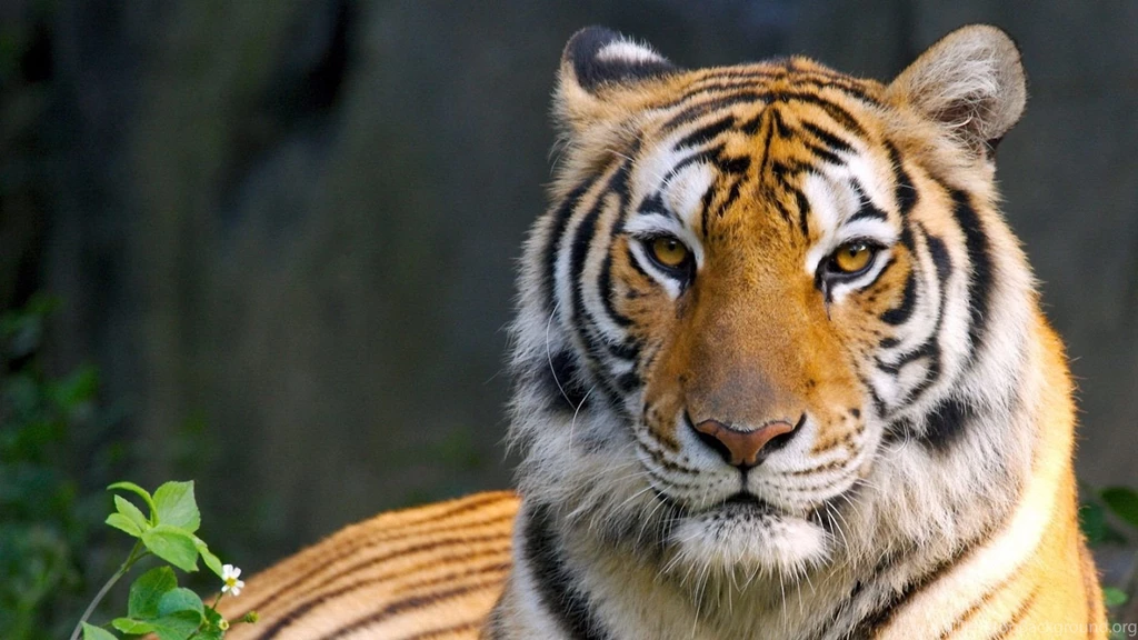 Wild Bengal Tiger