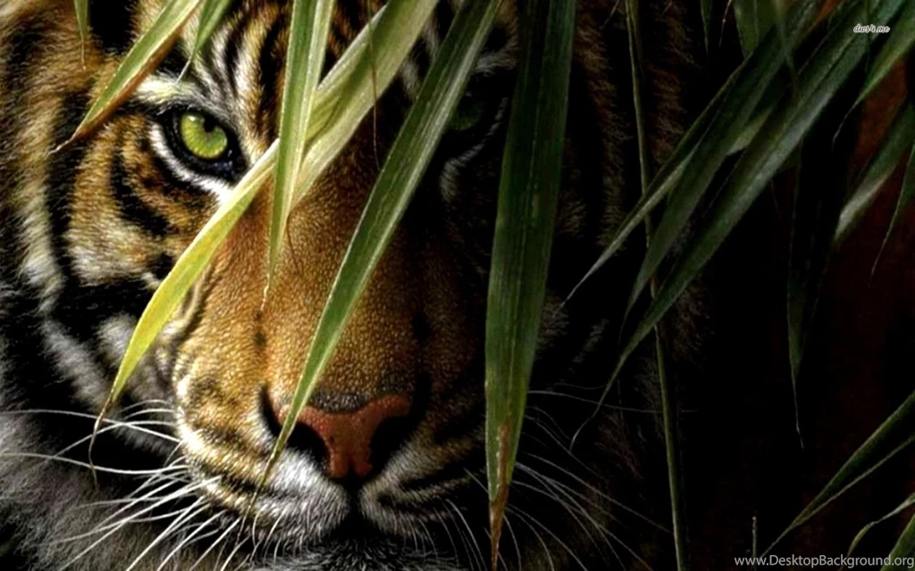 Tiger In Hiding Wallpapers   Animal Wallpapers