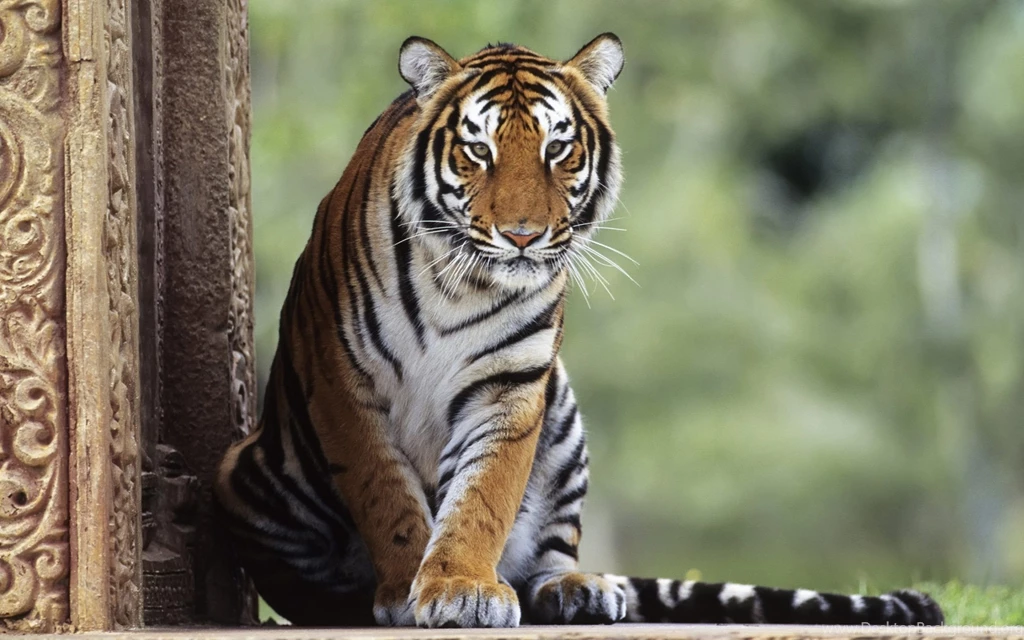 Bengal Tiger Wallpapers HD Download Of Big Cat