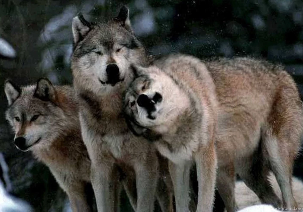 Hd Animal Wallpapers, Wild Animals, Download Wallpaper, Widescreen ...