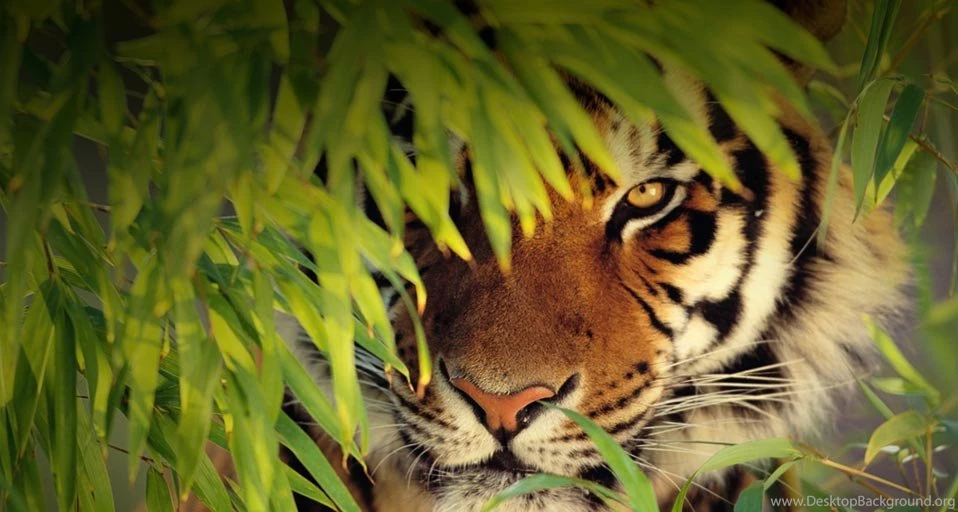 Bengal Tiger.” Now You See. Now You Don't.