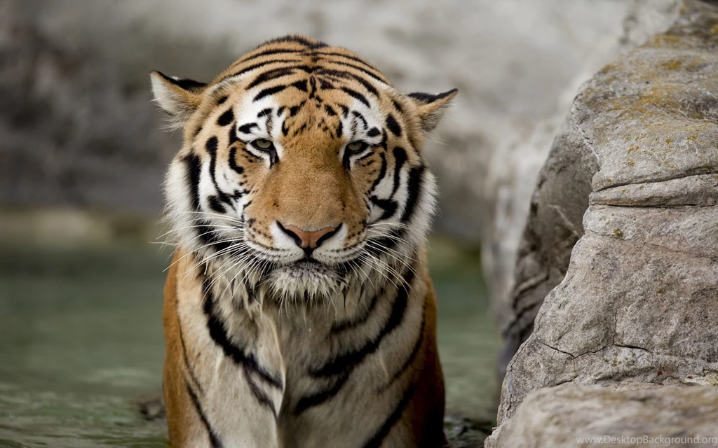 Tigers Bathing Camouflage Backgrounds Bengal Tigers Captivity ...