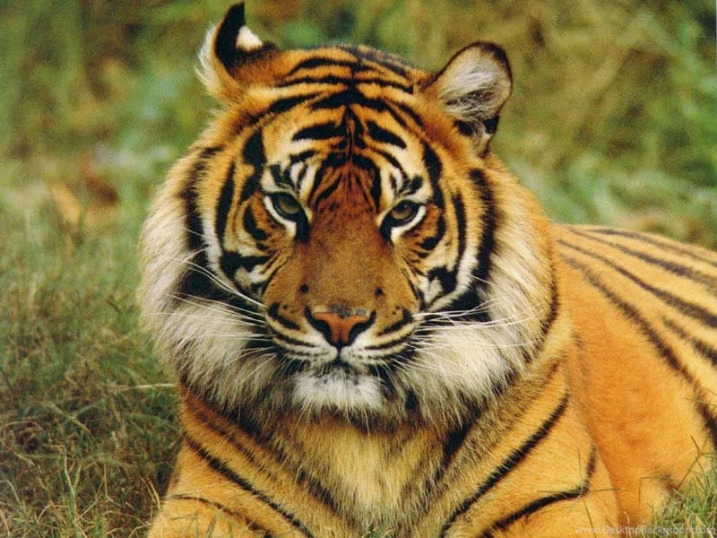 The Realm Of India's Wild & Endangered Bengal Tigers