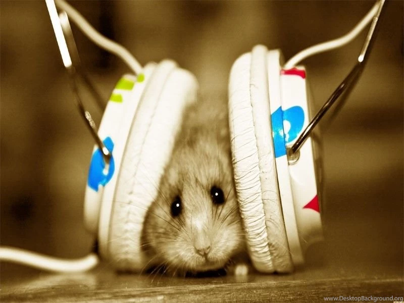 Funny Cartoon Wallpapers Free Download.jpg