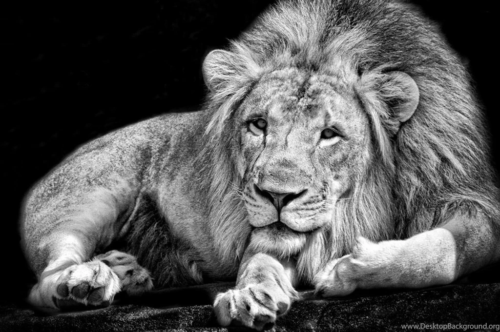 Animal Kingdom, Cool Pets, Free Wallpapers, Free Animal Images ...