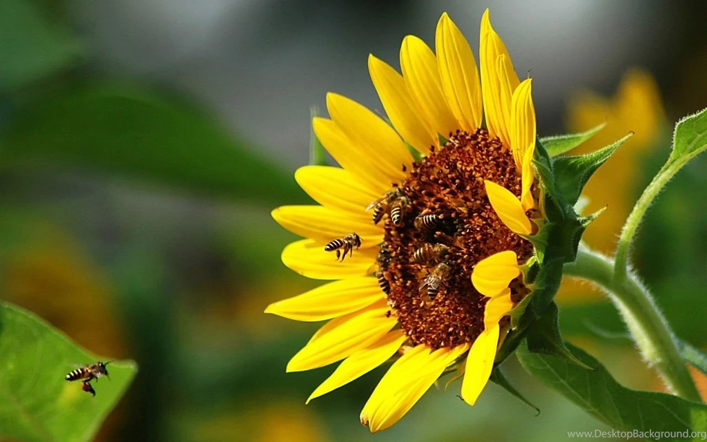 Bees HD High Resolution Images Free Download
