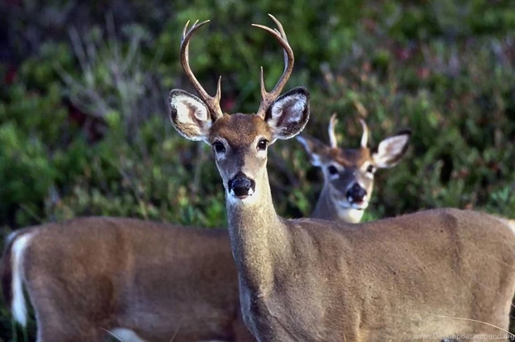 Animal Wallpapers, Animal Kingdom, Cool Pets, Animal Planet, Free ...