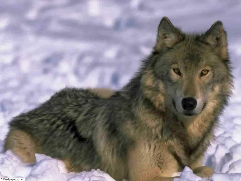 Dogs: Wolf Cool Animal Wallpapers Pictures HD For HD 16:9 High ...