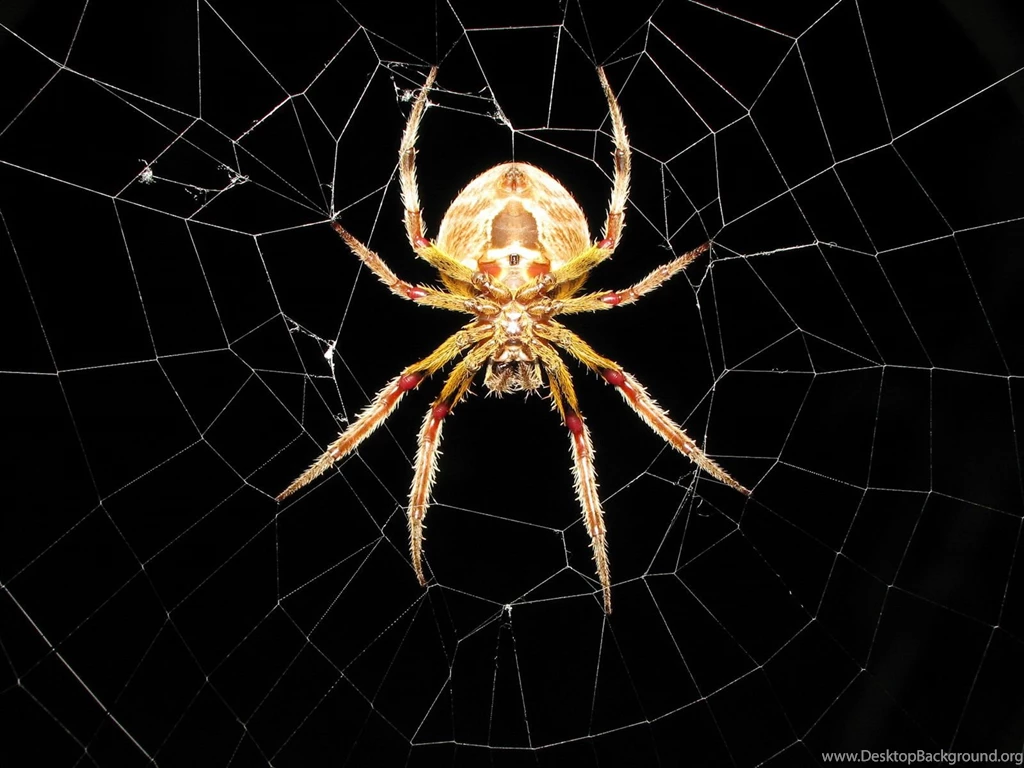 COOL ANIMAL WALLPAPER WLF1007