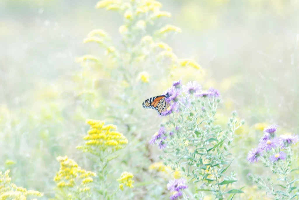 937 Butterfly HD Wallpapers