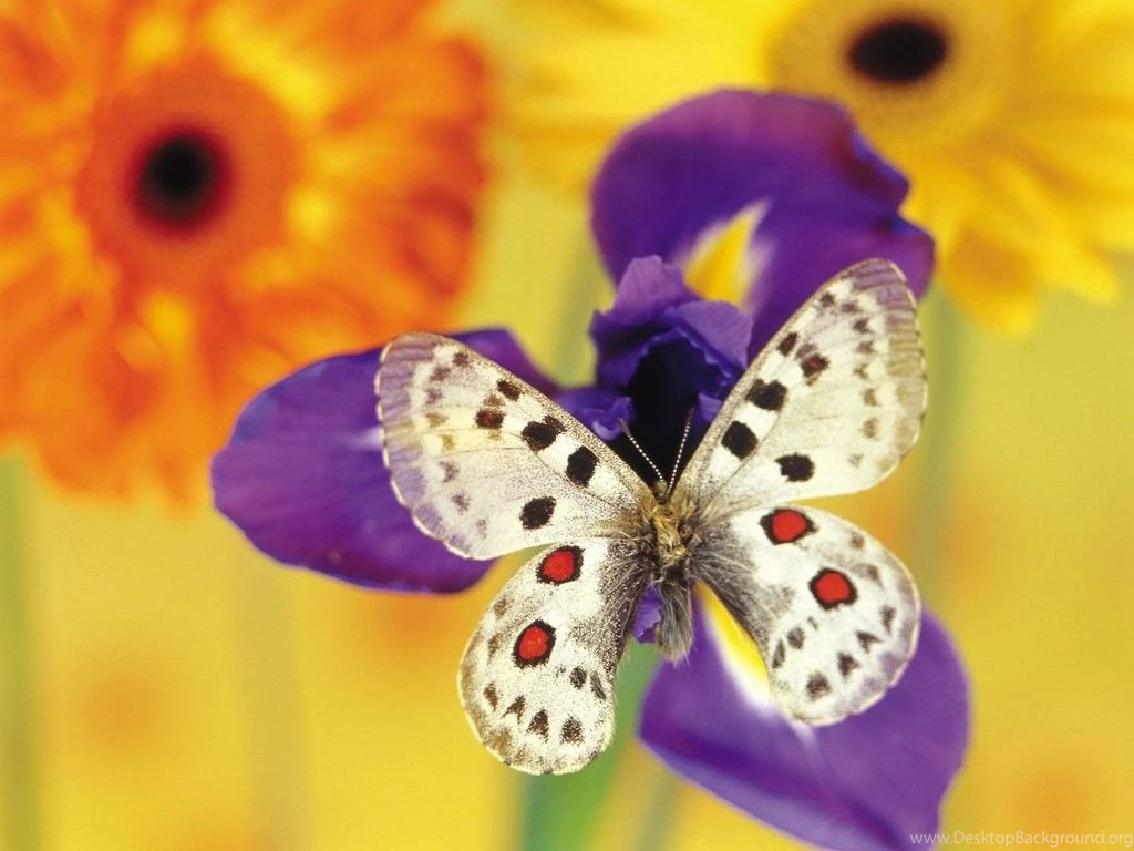 Real Butterflies Wallpaper, Wallpaper, Real Butterflies Wallpapers ...