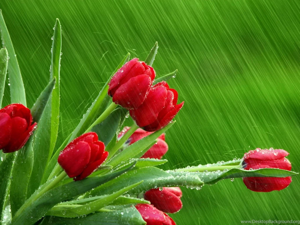 Gallery For April Wallpapers