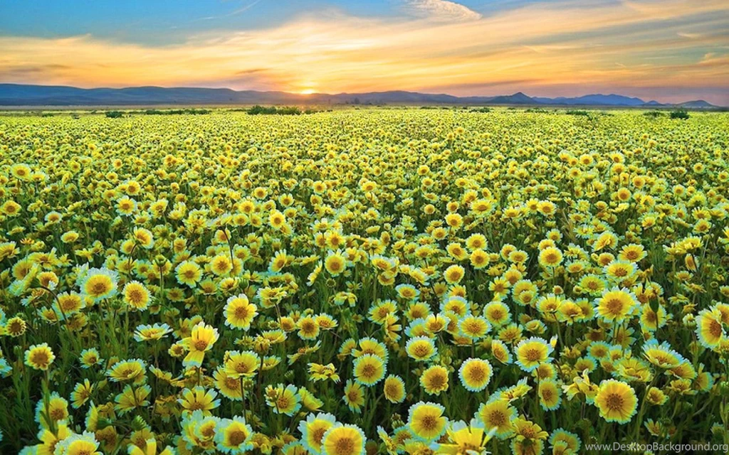 April Field Wallpapers