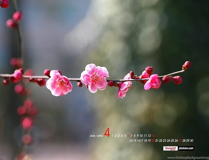April Wallpapers Blossoming Spring Wallpapers6 Wallcoo.net