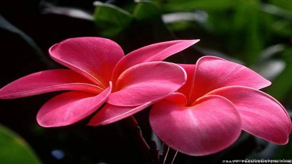 Macro Professional Flowers Photography Free Desktop Backgrounds ...