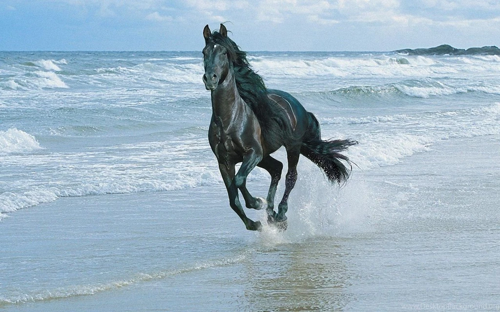 Beautiful Horse Wallpapers 1280x800 Wallpapers, 1280x800 Wallpapers ...