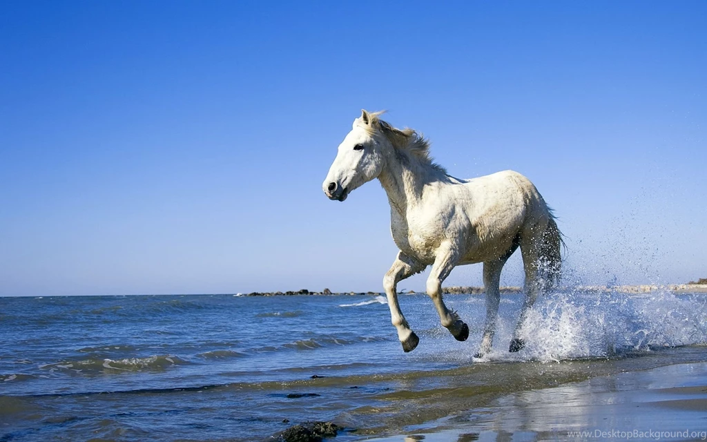Wonderful White Horse Wallpapers 1334 1920 X 1200 WallpaperLayer.com