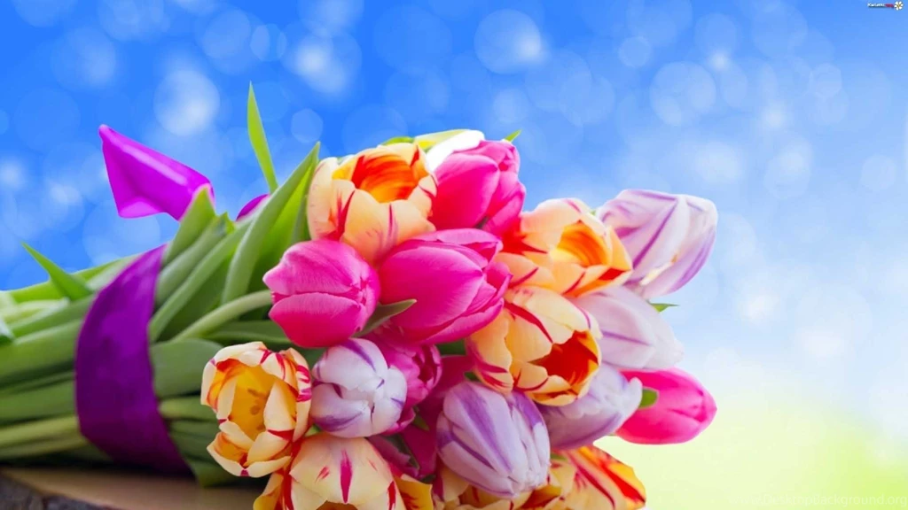 Beautiful Colorful Flowers Wallpapers In HD