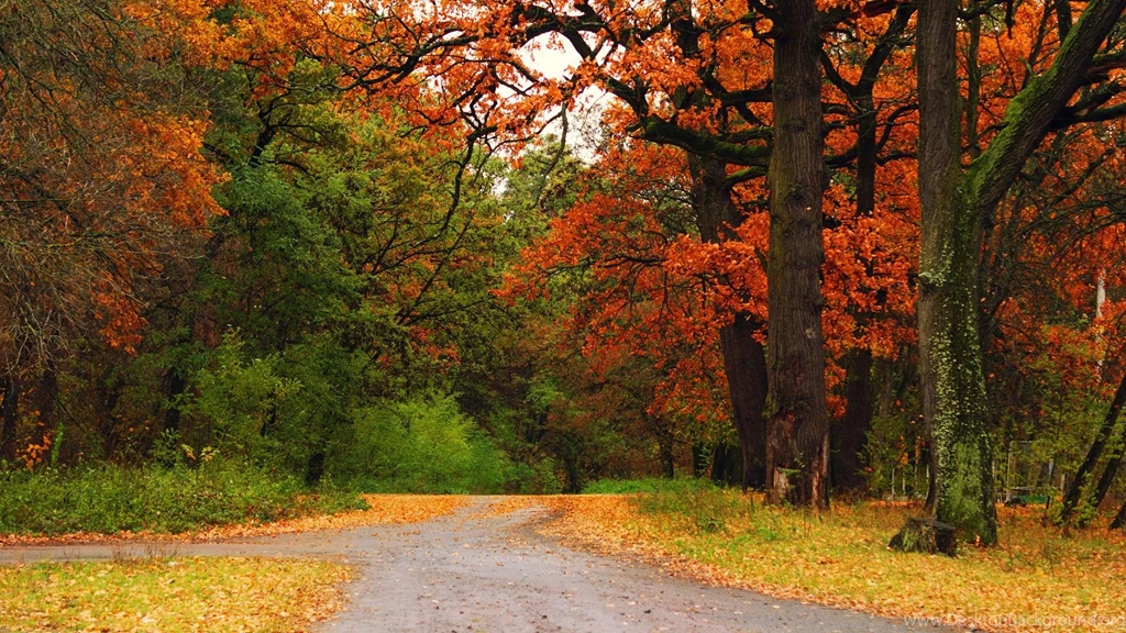 Beautiful Autumn Maple's Woods Scenic Backgrounds Widescreen And ...