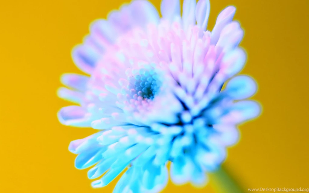 Download 2560x1600 Bright Blue Flower Wallpapers