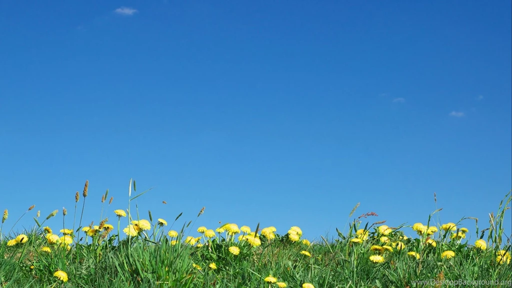 Dandelions Under Bright Blue Sky Wallpapers
