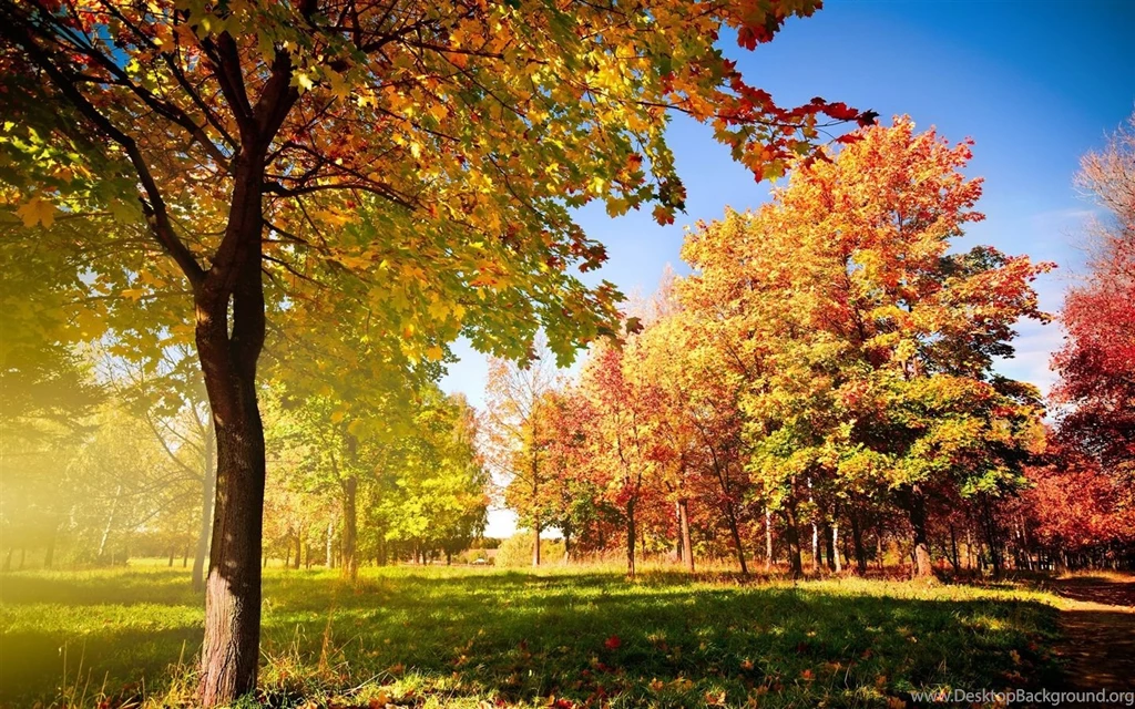 Autumn Trees And Leaves Wallpapers