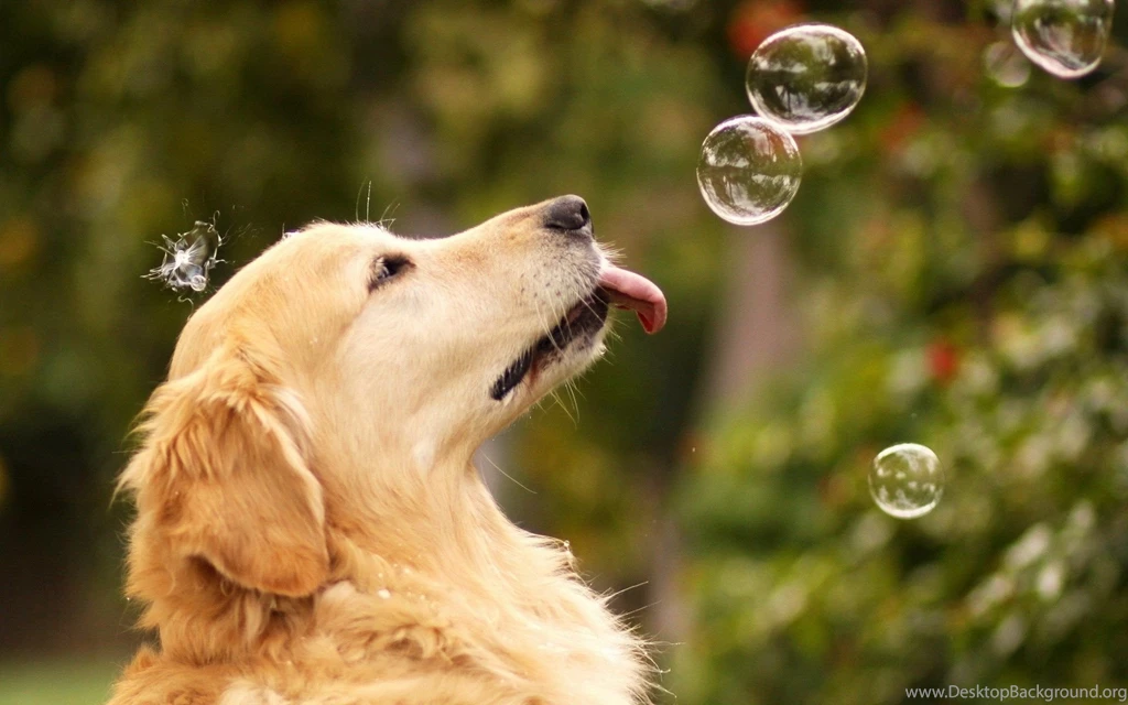 Dog Images Hd Hd Backgrounds Wallpapers 19