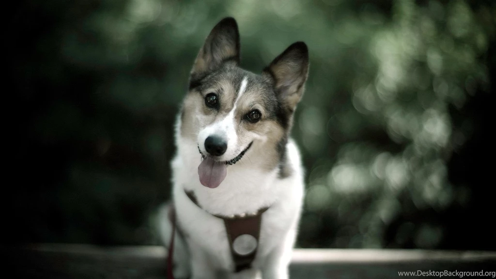 Jarman Safed dog