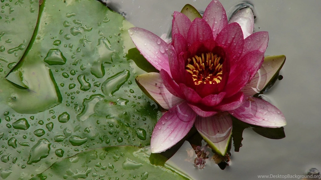 Red Water Lily Wallpapers The Pond Blog