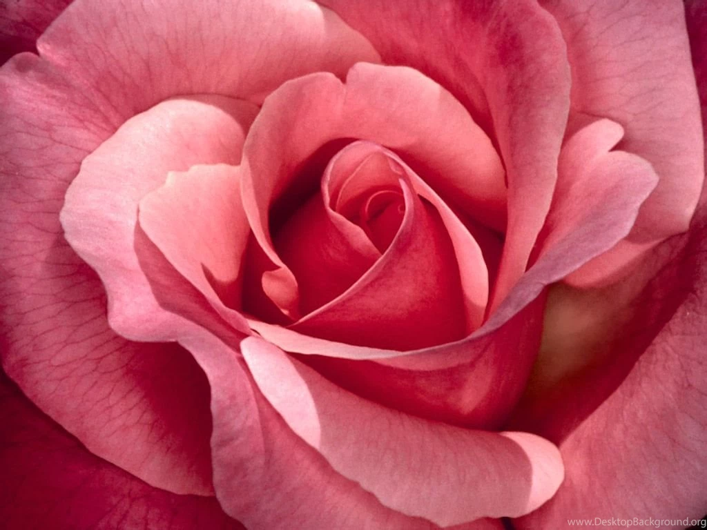 Pretty In Pink, Roses Wallpapers By Mars Musyc