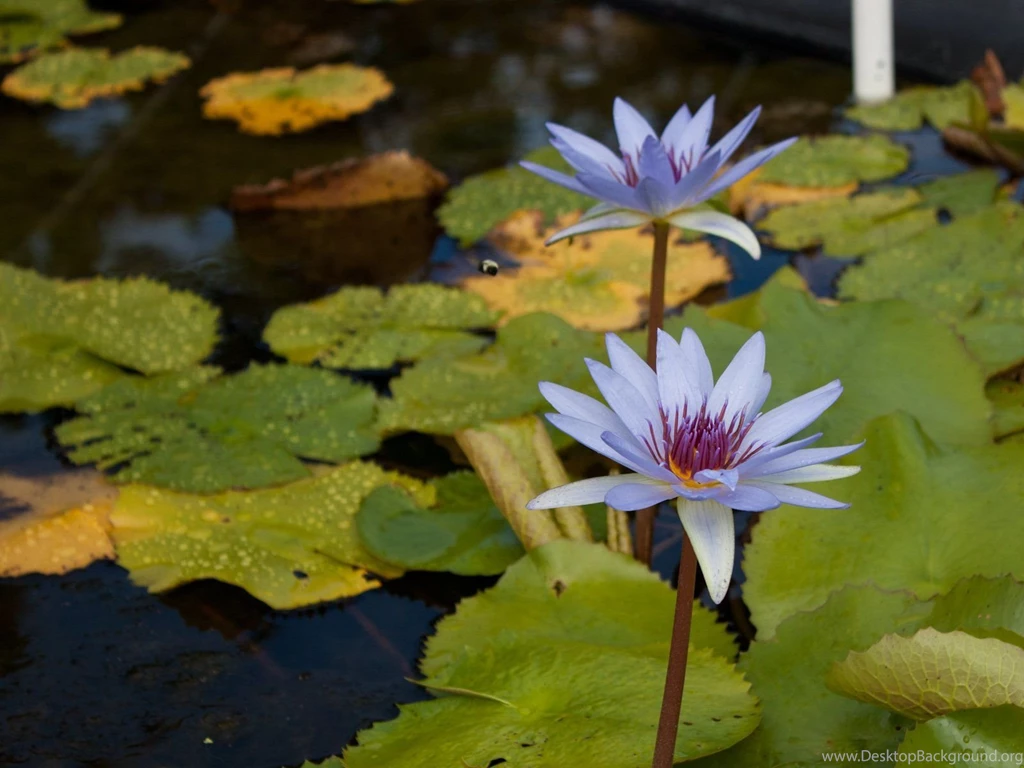 Blue Lilies With Bee Wallpapers The Pond Blog