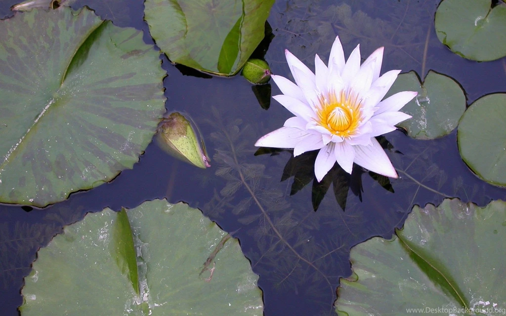 Pink And Yellow Water Lily Wallpapers The Pond Blog