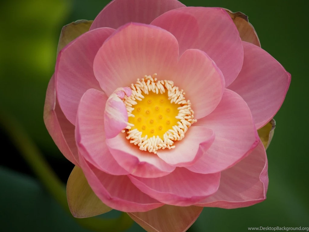 Lotus Wallpapers The Pond Blog