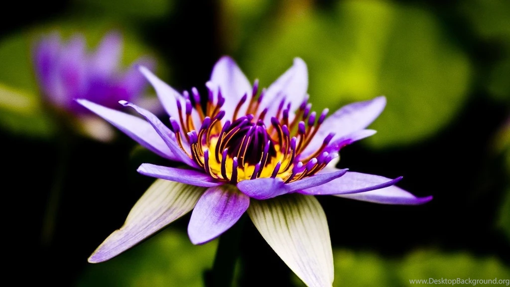 Purple Tropical Water Lily The Pond Blog