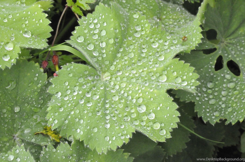 Plant Names, Alchemy And Alchemilla AoB Blog