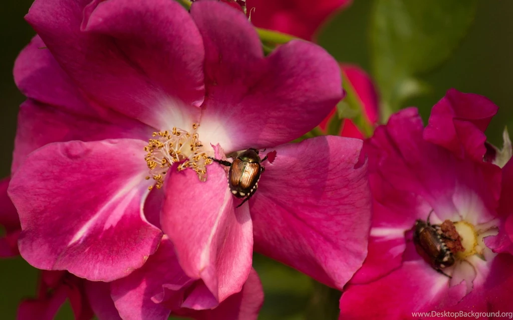 Japanese Beetle Wallpapers The Pond Blog